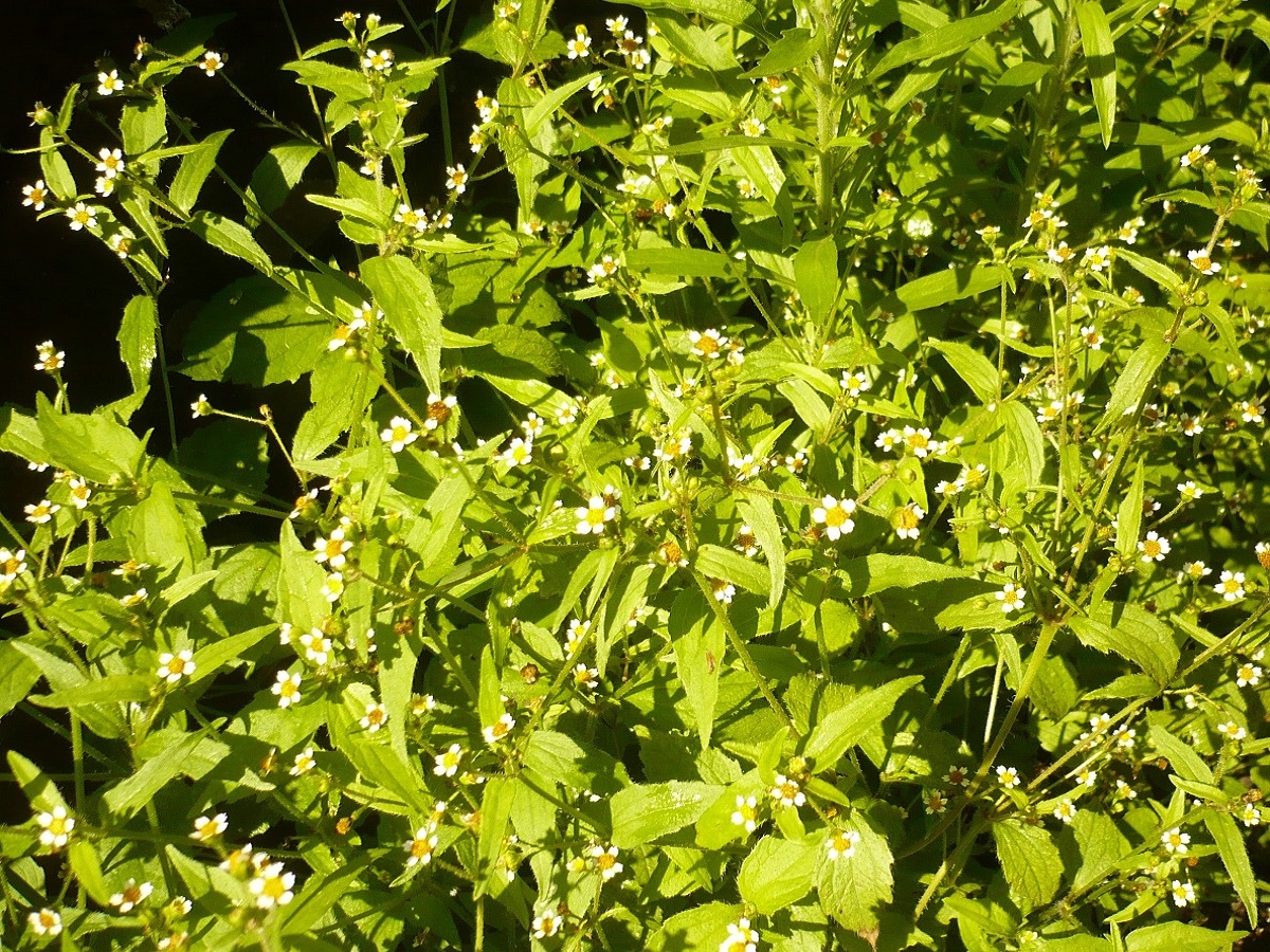 Galinsoga quadriradiata (Asteraceae)